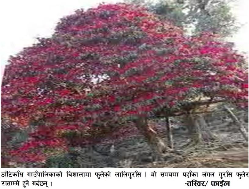 मातृभूमी दर्पण साप्ताहिक पत्रिकाकाे नवाैँ अंकमा प्रकाशित साताकाे राेजाँइ २०७५ चैत्र १०