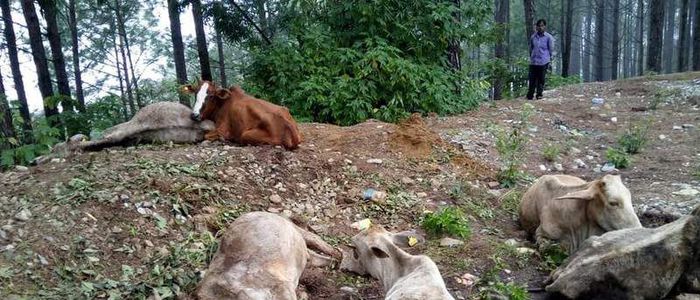 गौहत्या प्रकरण : प्रहरी निरीक्षक सहित दुईजना पक्राउ