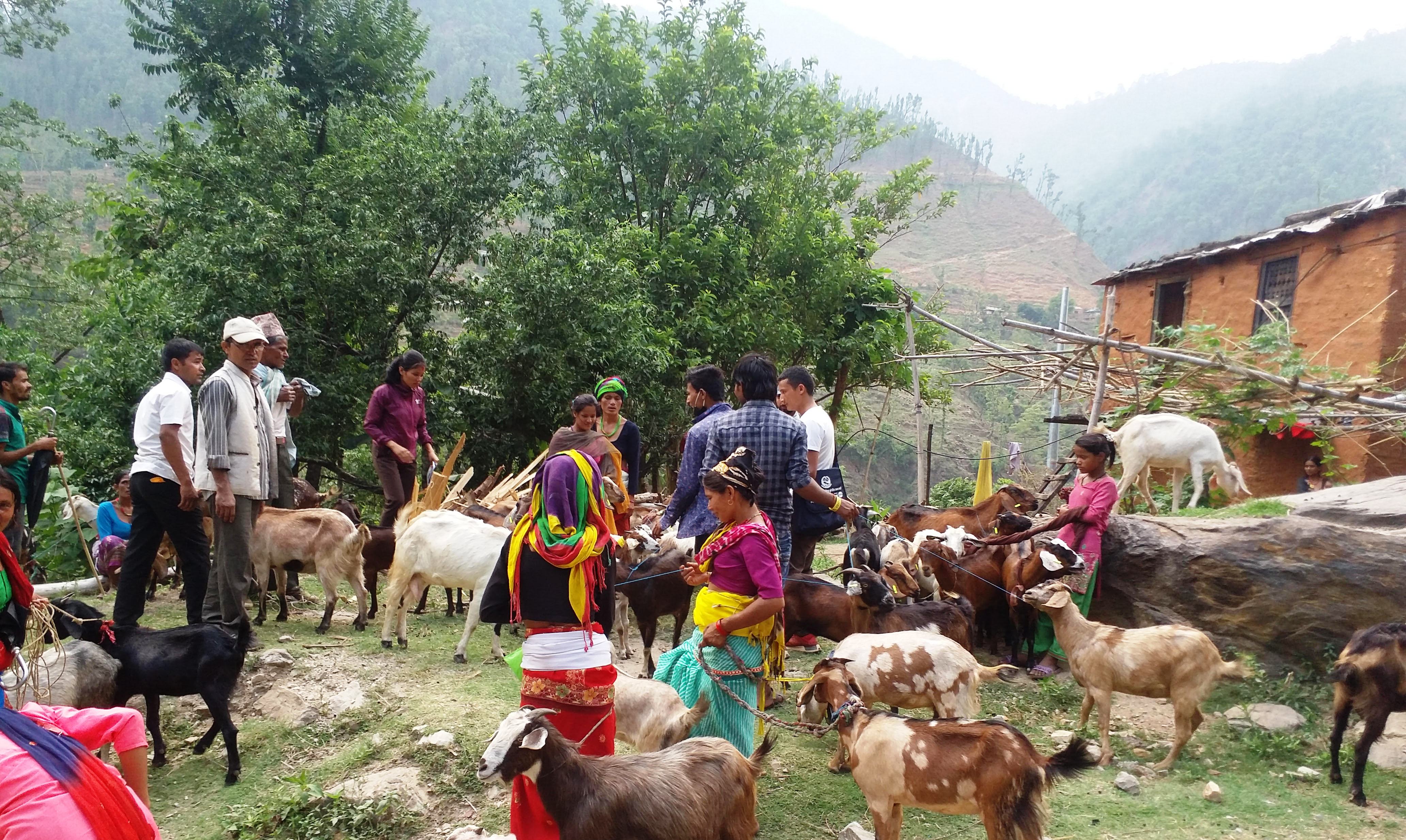 दैलेख र अछामका विपन्न महिलालाई बाख्रा