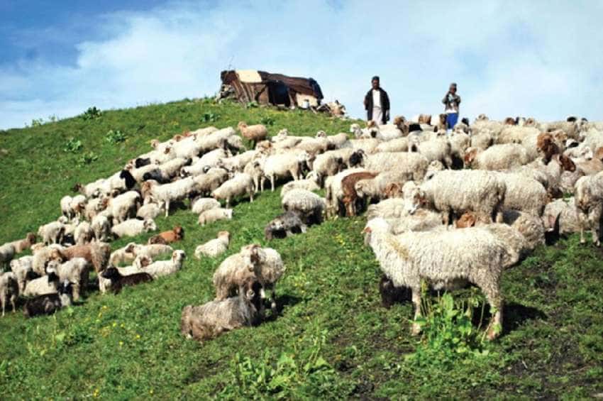 तिन जना भेडा गोठाला र ५०० भेडा वेपत्ता